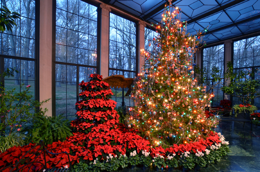 A giant live Christmas tree is erected every year in the Museum Conservatory at Winterthur, in keeping with a practice started by Winterthur's founder Henry Francis du Pont. Du Pont would always buy a live tree from a local farm, a tradition that is followed to this day. Image courtesy of Winterthur.